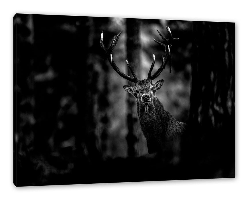 Pixxprint Hirsch im Wald schaut neugierig in die Kamera, Monochrome, Leinwandbild