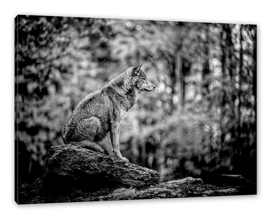 Pixxprint Wolf sitzt auf einem Stein im Herbstwald, Monochrome, Leinwandbild