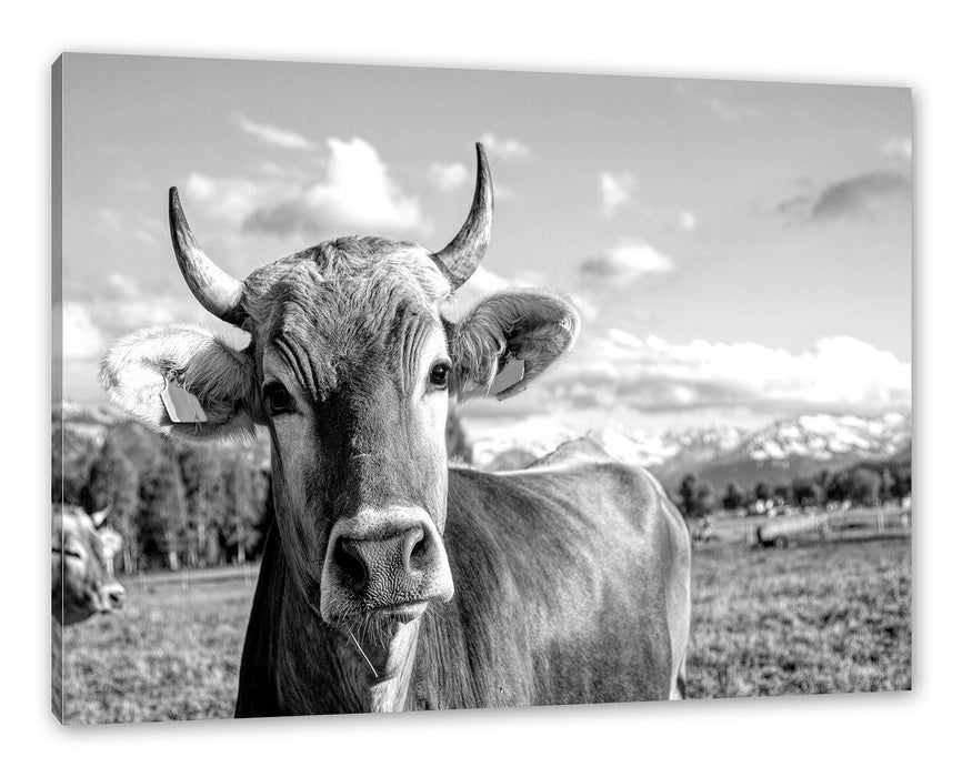 Pixxprint Neugierige Kuh auf Weide im Allgäu, Monochrome, Leinwandbild