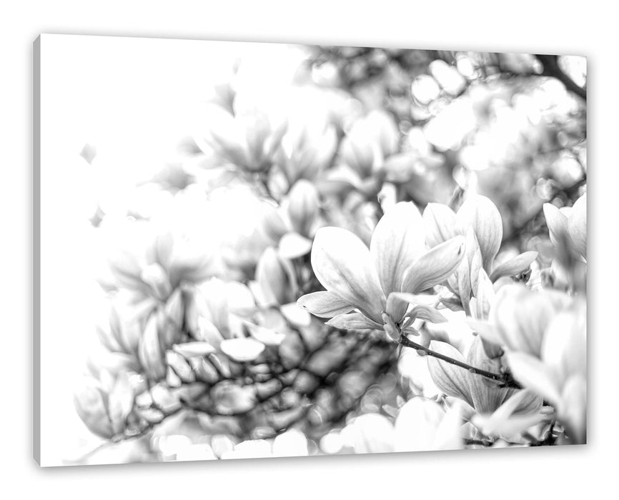 Pixxprint Nahaufnahme blühender Magnolienbaum, Monochrome, Leinwandbild