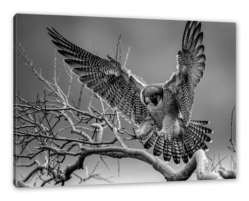 Falke landet auf kahlem Ast, Monochrome Leinwanbild Rechteckig