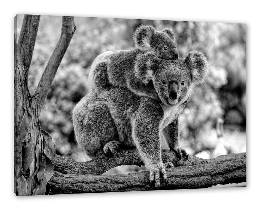 Pixxprint Koala Mutter mit Kind auf dem Rücken, Monochrome, Leinwandbild