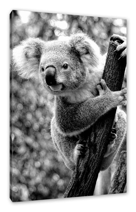 Pixxprint Neugieriger Koala an Baumstamm, Monochrome, Leinwandbild