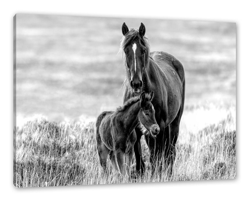 Pixxprint Pferdemutter mit Fohlen auf Wiese, Monochrome, Leinwandbild