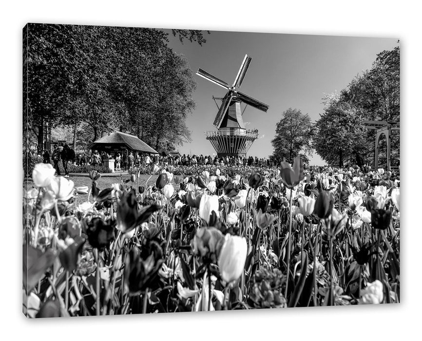 Pixxprint Holländisches Tulpenmeer vor Windmühle, Monochrome, Leinwandbild