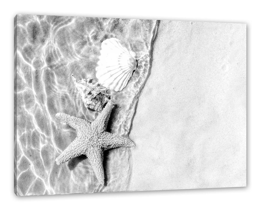 Pixxprint Seestern und Muscheln am Strand, Monochrome, Leinwandbild