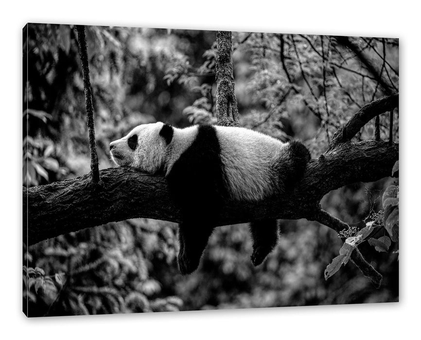 Pixxprint Schlafender Panda auf Baumstamm, Monochrome, Leinwandbild