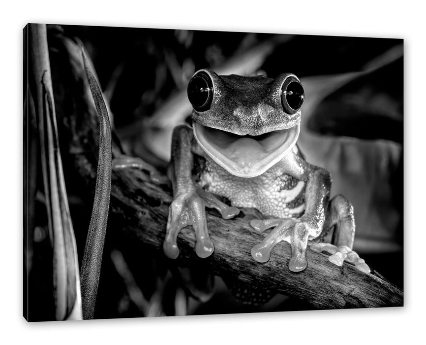 Pixxprint Lachender Frosch mit roten Augen auf Ast, Monochrome, Leinwandbild