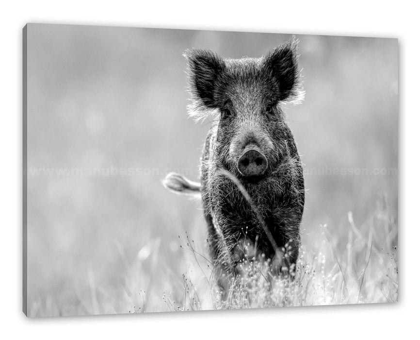 Pixxprint Neugieriges Wildschwein auf einem Feld, Monochrome, Leinwandbild