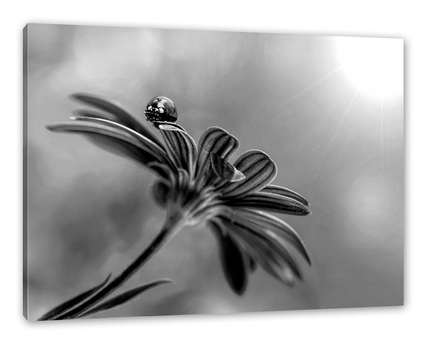 Pixxprint Merienkäfer auf roter Blüte Nahaufnahme, Monochrome, Leinwandbild