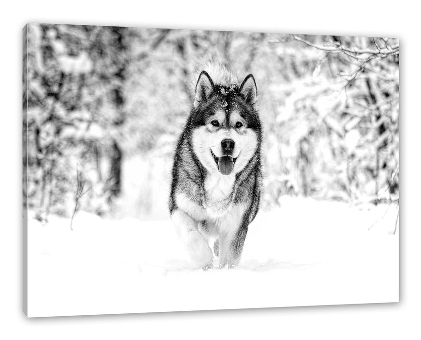 Pixxprint Sibirischer Husky im Winterwald, Monochrome, Leinwandbild