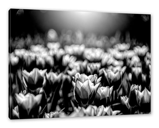 Nahaufnahme zweifarbige Tulpen, Monochrome Leinwanbild Rechteckig