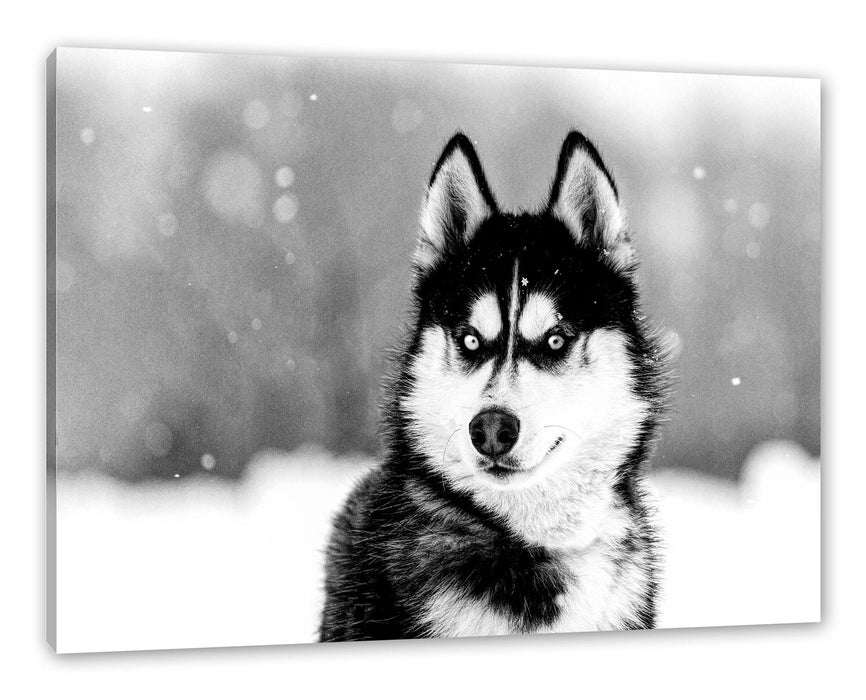 Pixxprint Husky mit unterschiedlichen Augenfarben, Monochrome, Leinwandbild