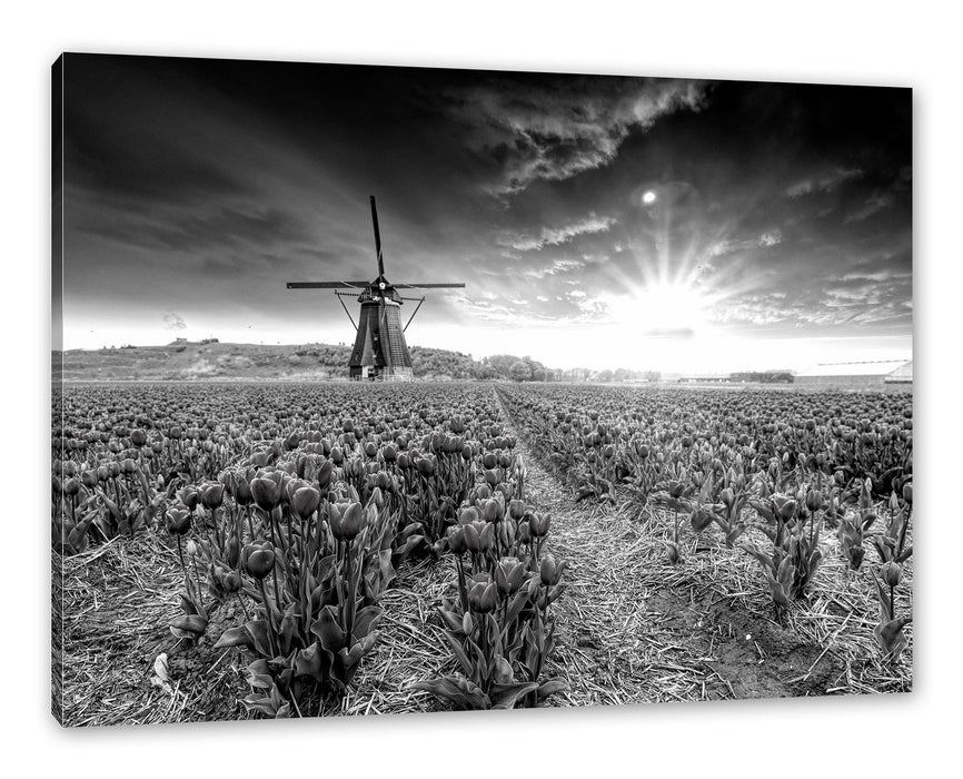 Pixxprint Tulpenfeld mit Mühle bei Sonnenuntergang, Monochrome, Leinwandbild