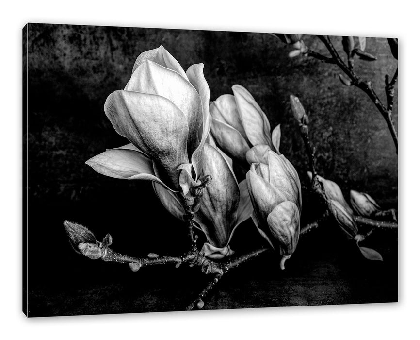 Pixxprint Aufblühende Magnolie isoliert, Monochrome, Leinwandbild