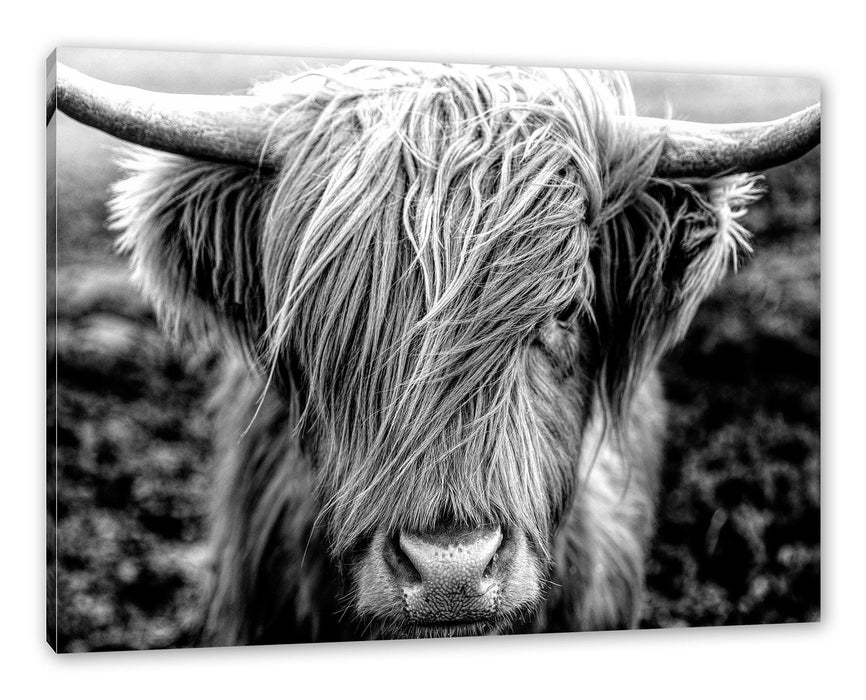 Pixxprint Nahaufnahme schottisches Highlandrind, Monochrome, Leinwandbild