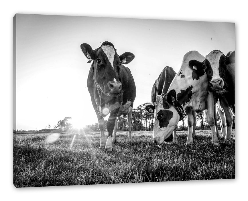 Pixxprint Kühe grasen auf Wiese bei Sonnenuntergang, Monochrome, Leinwandbild