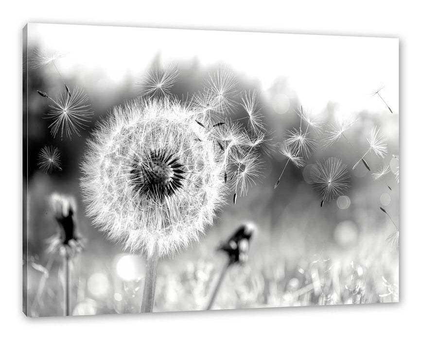 Pixxprint Nahaufnahme Pusteblume Sonnenuntergang, Monochrome, Leinwandbild