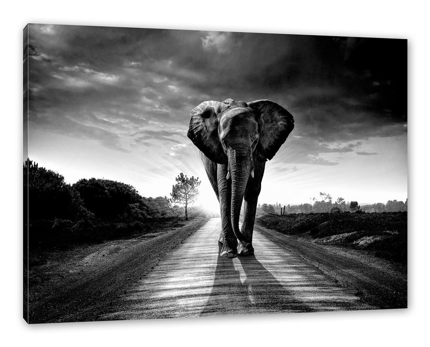 Pixxprint Elefant frontal auf Straße laufend, Monochrome, Leinwandbild