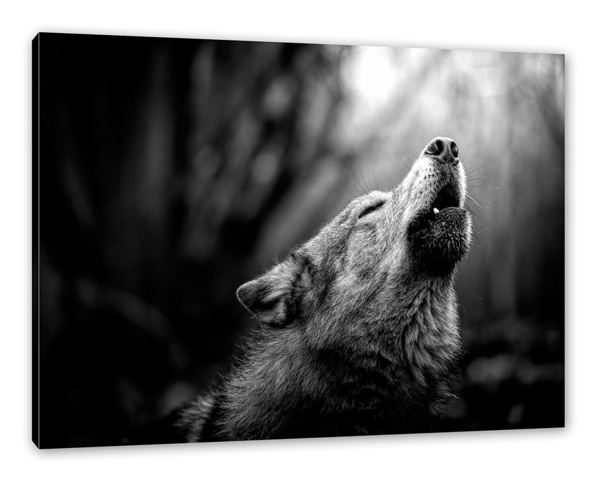 Pixxprint Heulender Wolf Nahaufnahme, Monochrome, Leinwandbild