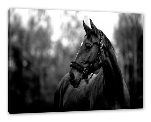 Nahaufnahme braunes Pferd im Herbstwald, Monochrome Leinwanbild Rechteckig
