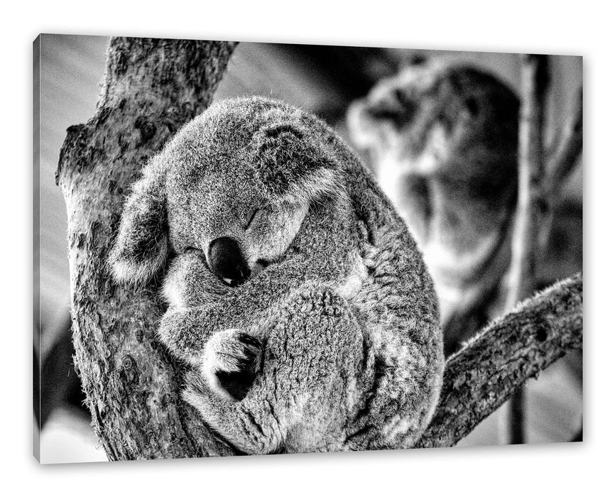 Pixxprint Koala schläft eingekuschelt im Baum, Monochrome, Leinwandbild