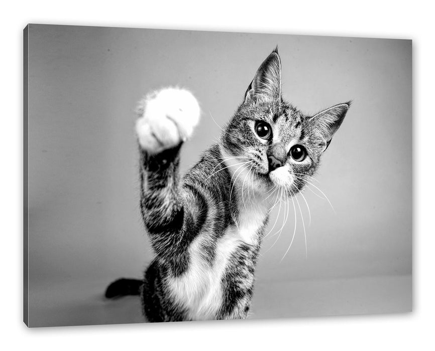 Pixxprint Neugierige Katze vor blauem Hintergrund, Monochrome, Leinwandbild