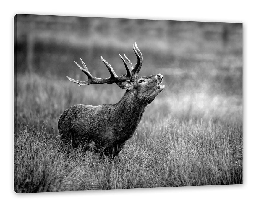 Pixxprint Röhrender Hirsch im Feld, Monochrome, Leinwandbild