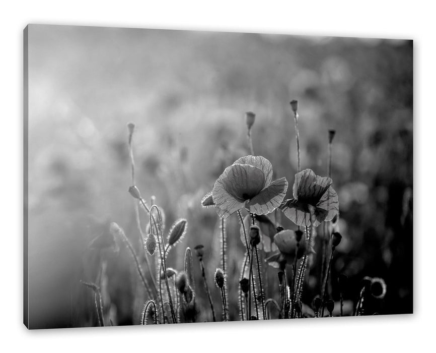 Pixxprint Mohnblumenfeld, Monochrome, Leinwandbild