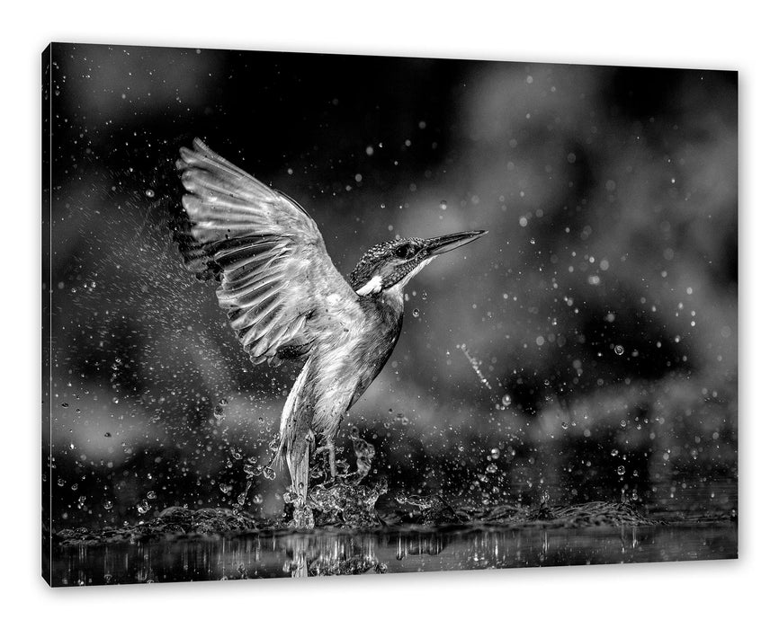 Pixxprint Eisvogel auf der Jagd nach Fischen, Monochrome, Leinwandbild