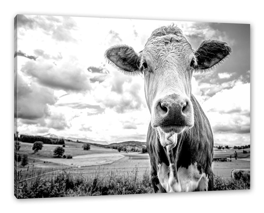 Pixxprint Nahaufnahme Kuh auf grüner Weide, Monochrome, Leinwandbild