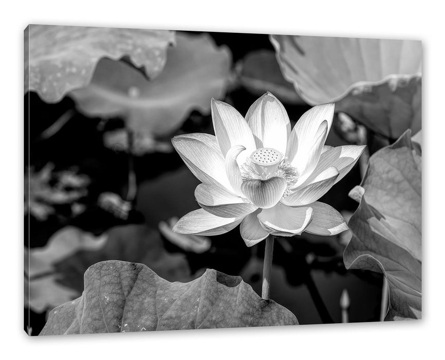 Pixxprint Rosa blühender Lotus Nahaufnahme, Monochrome, Leinwandbild