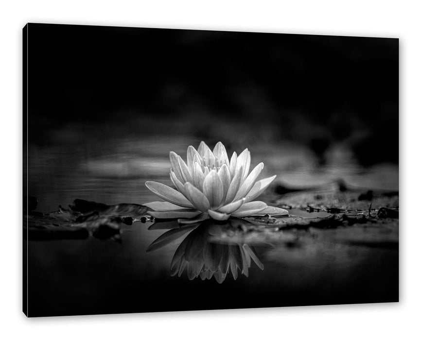 Pixxprint Leuchtende Lotusblüte auf grauer Pfütze, Monochrome, Leinwandbild