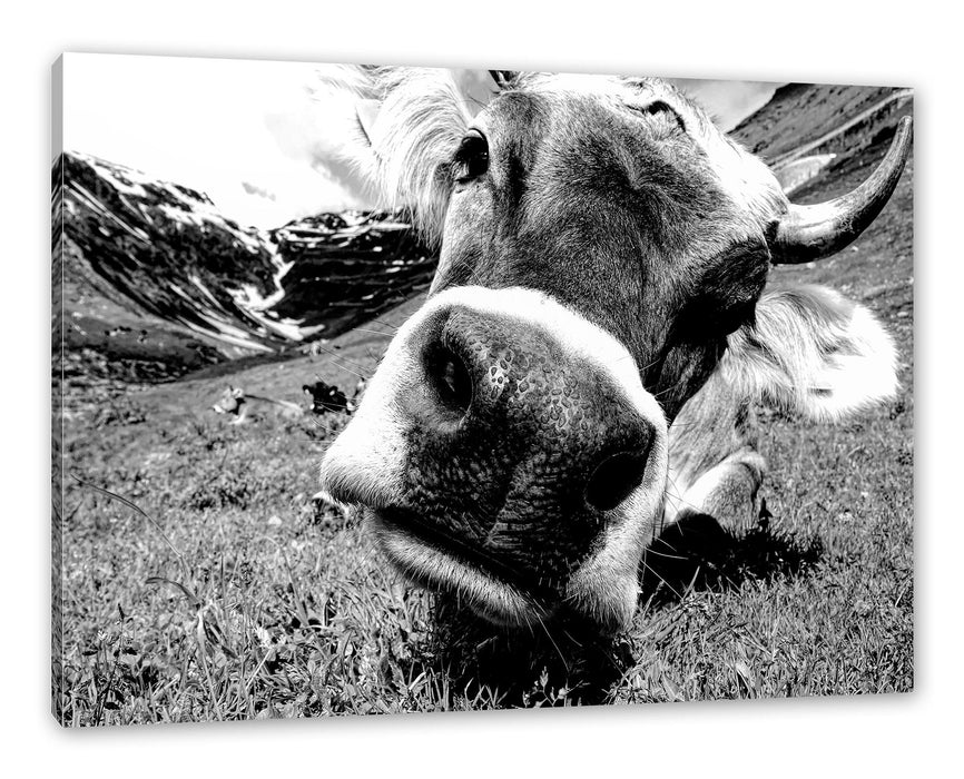 Pixxprint Kuhschnauze Nahaufnahme, Monochrome, Leinwandbild