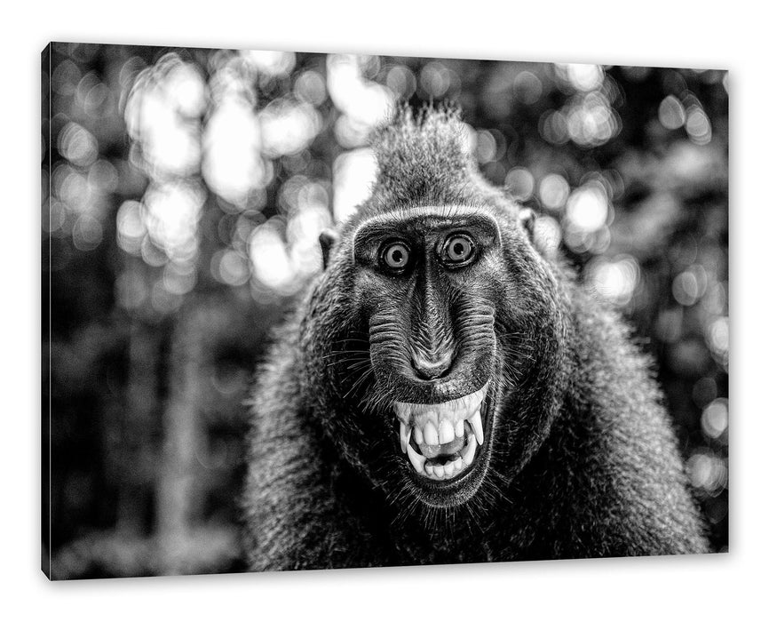 Pixxprint Lustiger Affe lacht mit offenem Maul, Monochrome, Leinwandbild