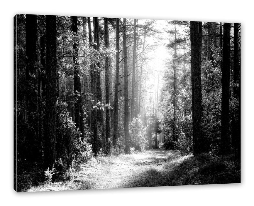 Pixxprint Sonnige Lichtung im Herbstwald, Monochrome, Leinwandbild