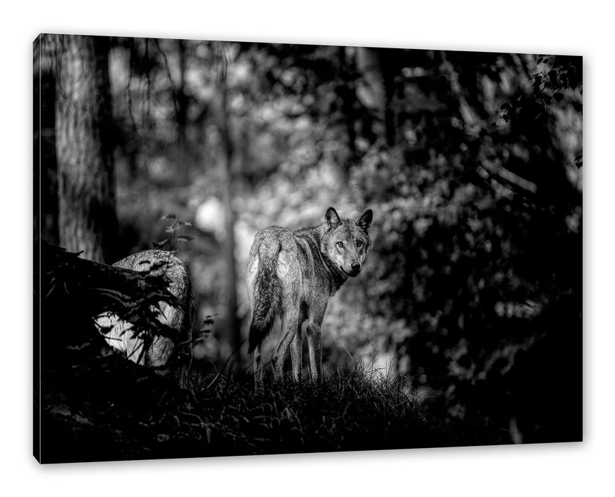 Pixxprint Ängstlicher Wolf im Wald, Monochrome, Leinwandbild