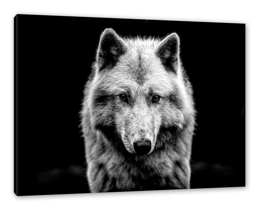 Pixxprint Nahaufnahme junger Polarwolf, Monochrome, Leinwandbild