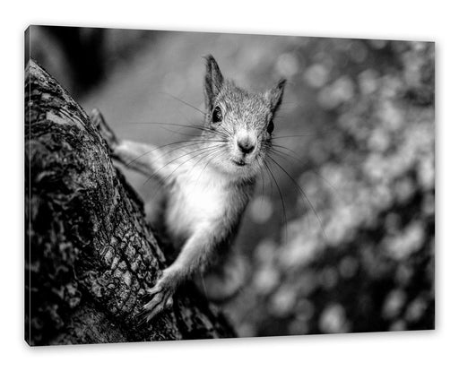 Nahaufnahme Eichhörnchen an Baumstamm, Monochrome Leinwanbild Rechteckig