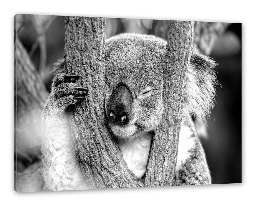 Pixxprint Koala schläft mit Kopf in Astgabel, Monochrome, Leinwandbild