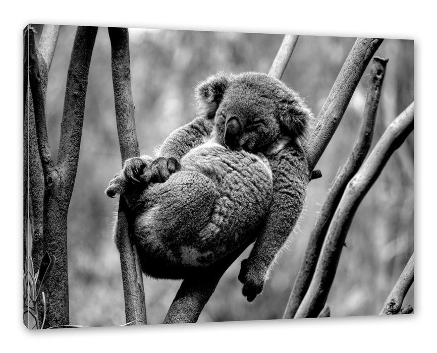 Pixxprint Schlafender Koala in Astgabelung, Monochrome, Leinwandbild