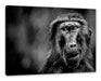 Skeptischer Affe schielt zur Seite, Monochrome Leinwanbild Rechteckig