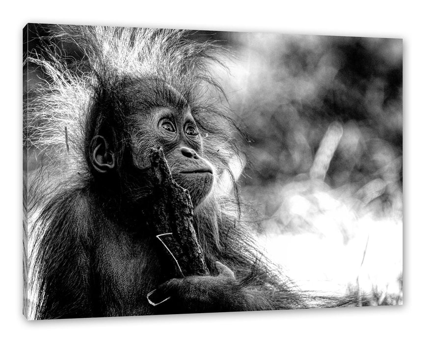 Orang-Utan Baby spielt mit Stock, Monochrome Leinwanbild Rechteckig