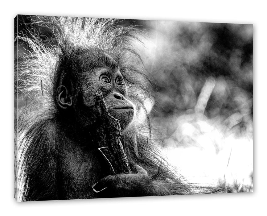 Pixxprint Orang-Utan Baby spielt mit Stock, Monochrome, Leinwandbild