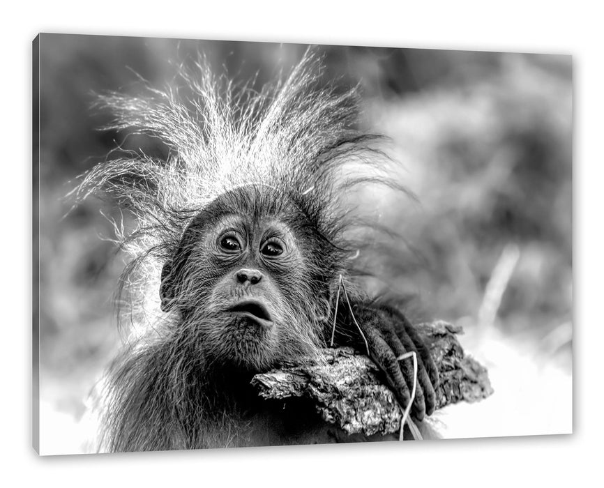 Lustiger Baby Orang-Utan mit Rinde, Monochrome Leinwanbild Rechteckig