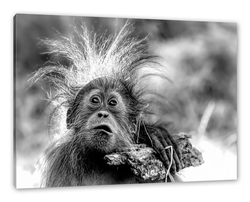 Pixxprint Lustiger Baby Orang-Utan mit Rinde, Monochrome, Leinwandbild