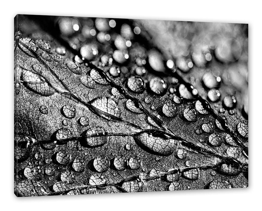 Pixxprint Nahaufnahme Wassertropfen auf Blatt, Monochrome, Leinwandbild