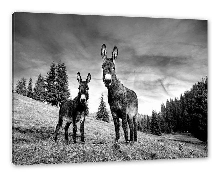 Esel auf Wiese in der Dämmerung, Monochrome Leinwanbild Rechteckig