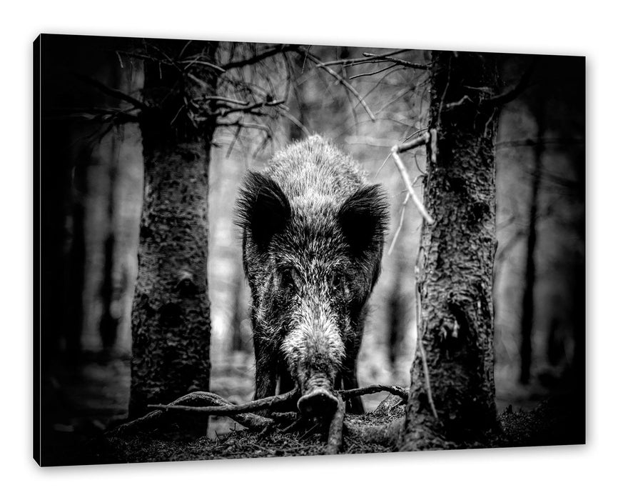 Pixxprint Nahaufnahme Wildschwein im Wald, Monochrome, Leinwandbild