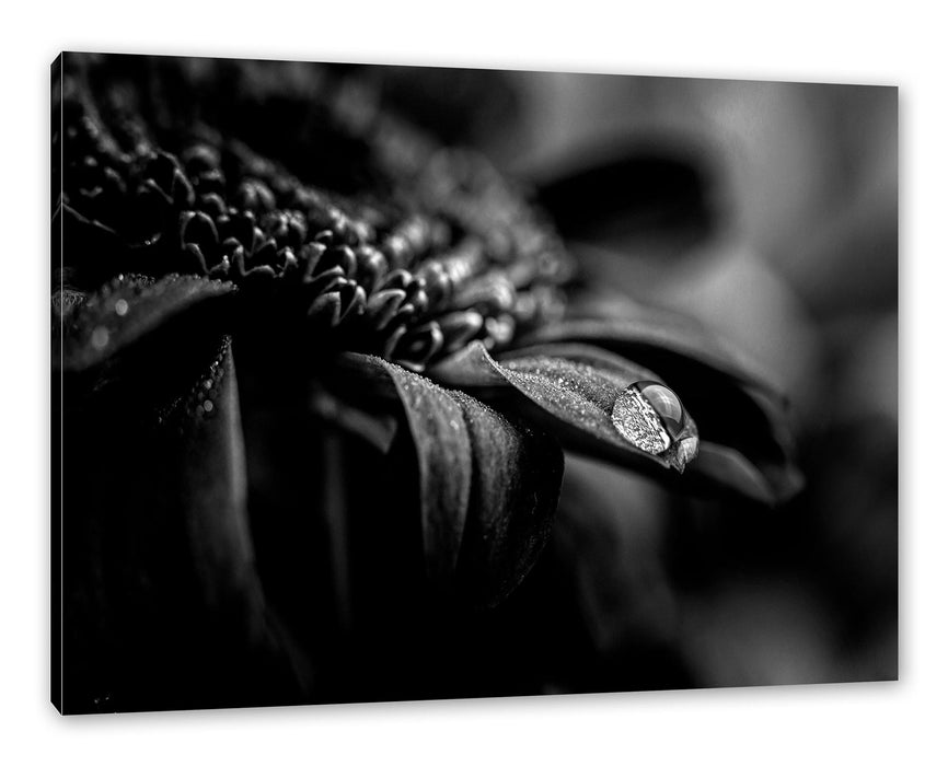 Pixxprint Nahaufnahme Tropfen auf lila Blume, Monochrome, Leinwandbild